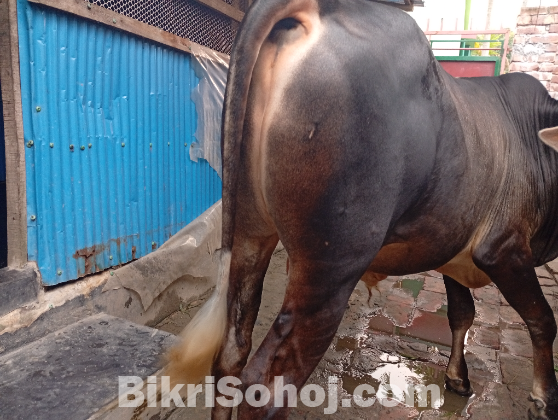 কুরবানীর গরু